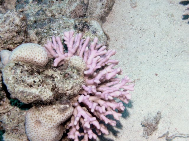 Corail branchu ou corail digitiforme ramifié